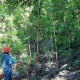 Conservation Crew Member with Tree of Heaven
