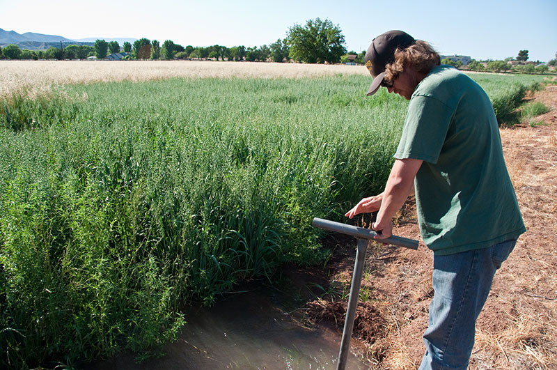 Landowner Partner, Hauser & Hauser Farms in Camp Verde Landowner Partner, Hauser & Hauser Farms in Camp Verde