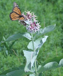 Monarch butterflies need milkweed at all stages of development