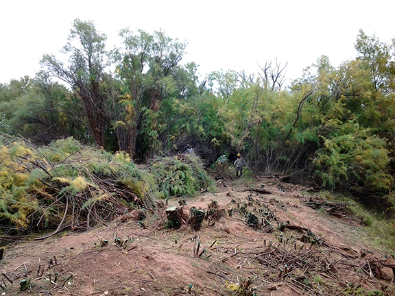 Vet Crews Cleared Invasive Plants