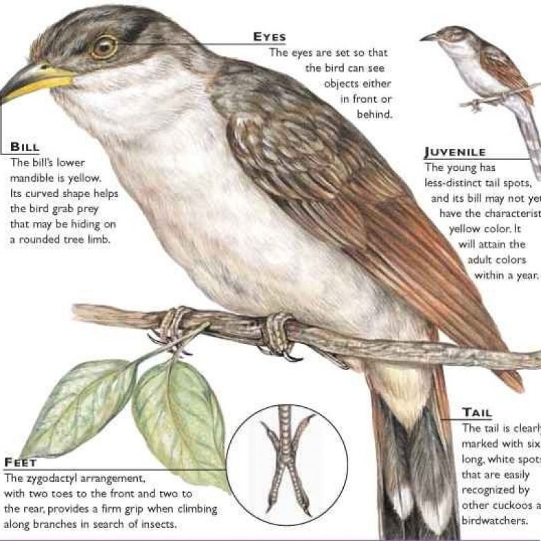 Yellow-billed Cuckoo - February Bird of the Month - Friends of the ...