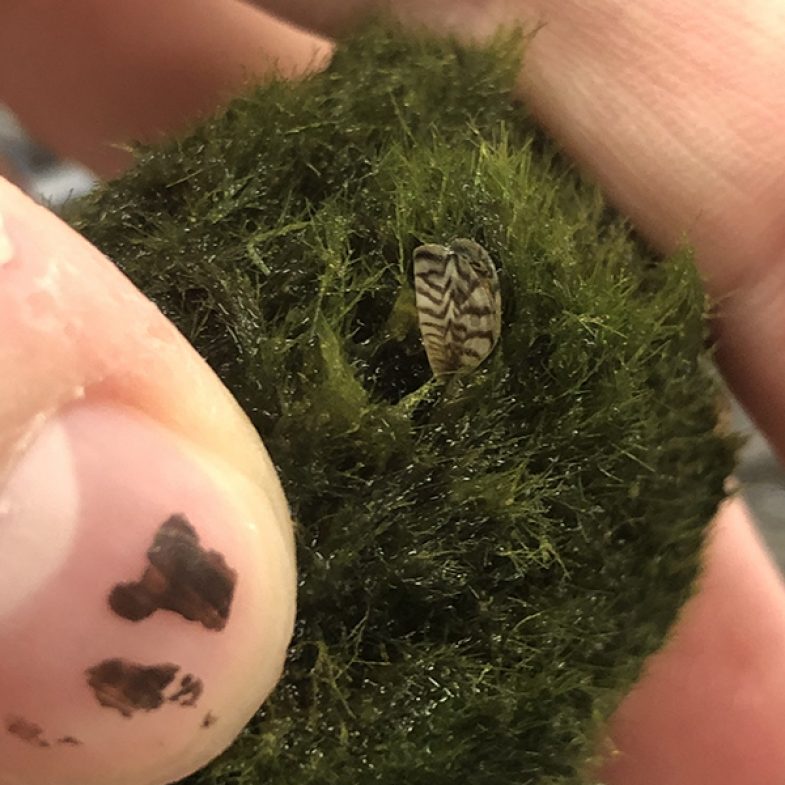 Invasive Zebra Mussels found in aquarium “moss ball” product in pet,  aquarium supply stores - The Rockwall Times