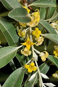 Russian Olive Flowers