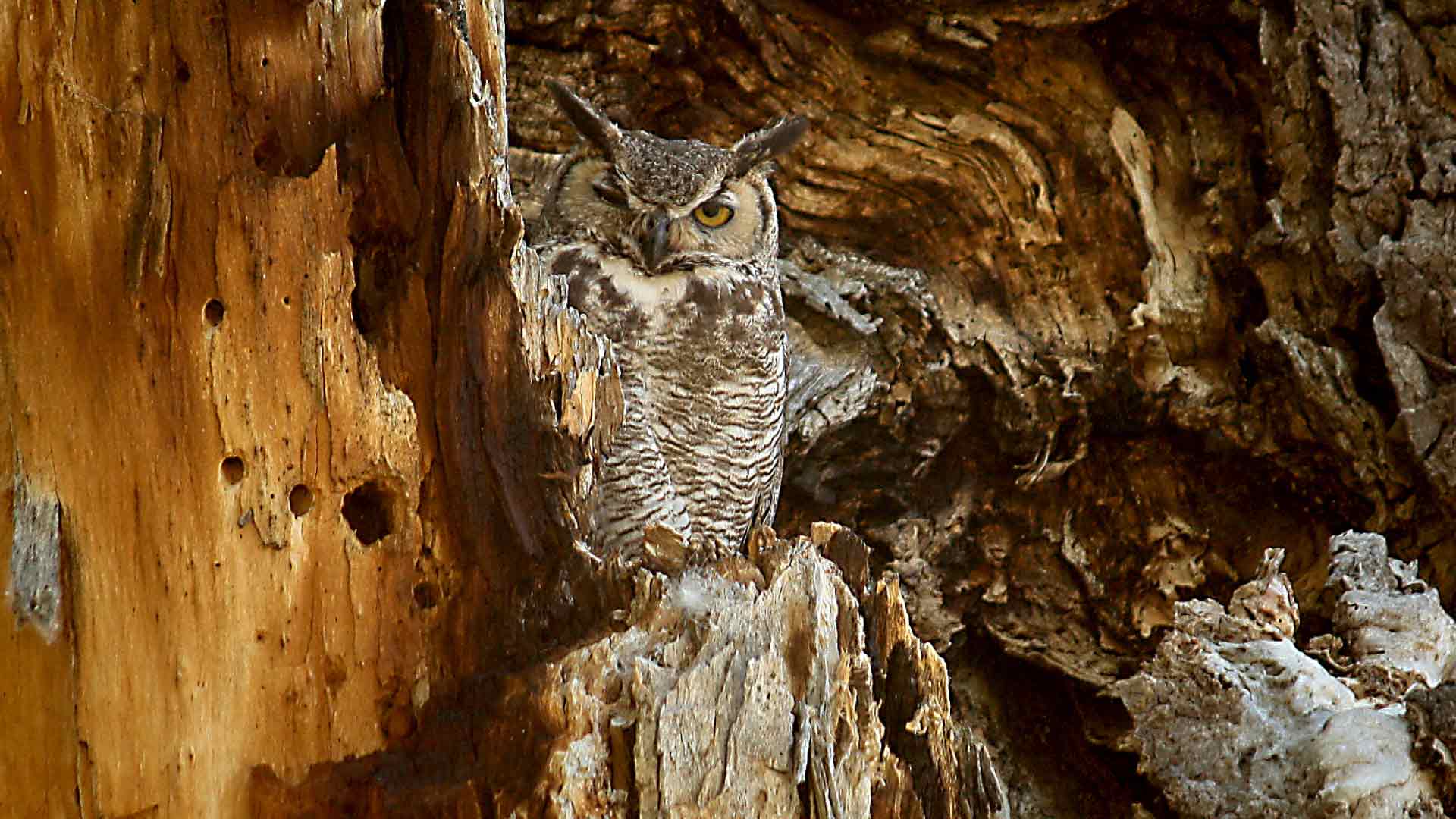 Birding Trail Map - Friends of the Verde River