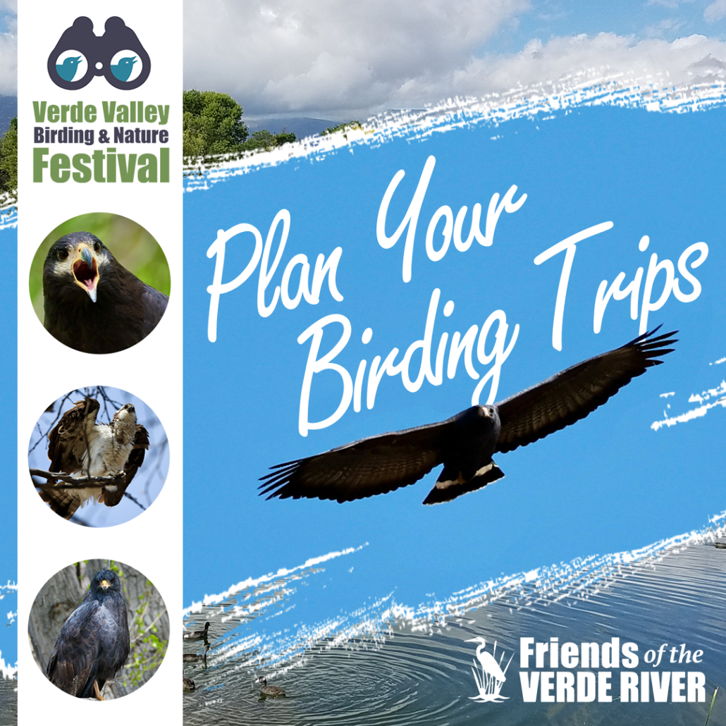 Plan Your Birding Trips, 2024 Birding and Nature Festival, graphic with common black hawk