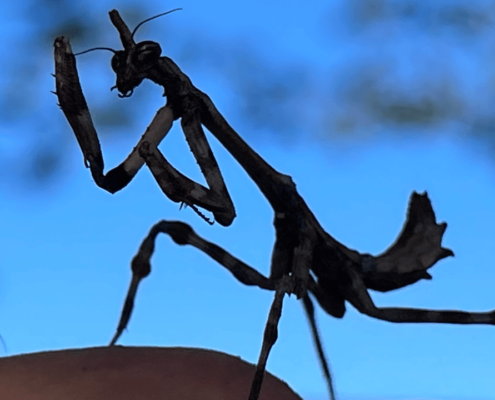 unicorn mantis on fingers with bright blue sky in background
