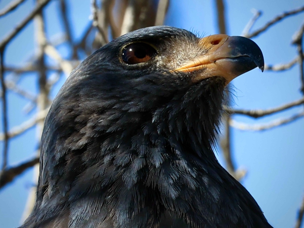 Close up of Common Black Hawk face