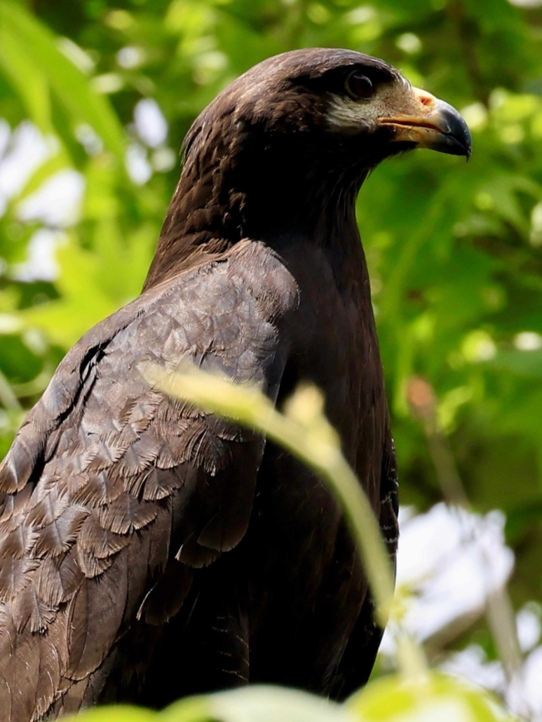 Side view of a Common Black Hawk with a very green tree in the background