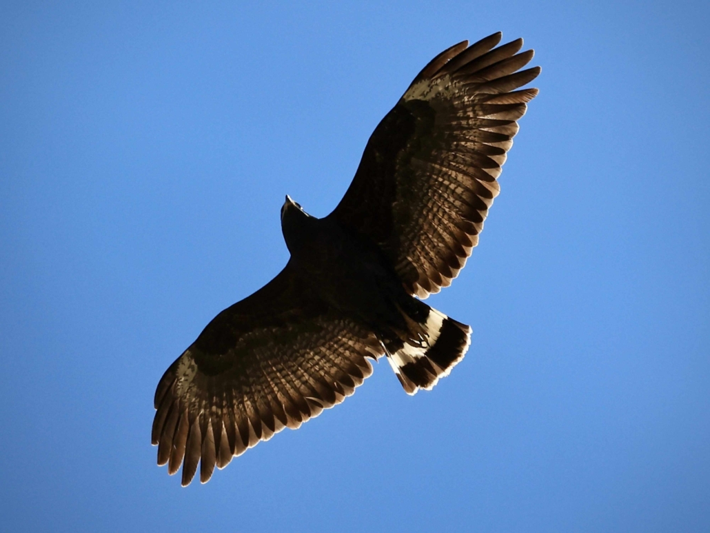 Common Black Hawk flying overhead