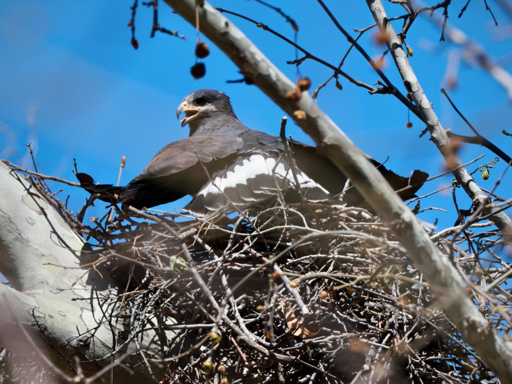 Common Black Hawk landing in nest