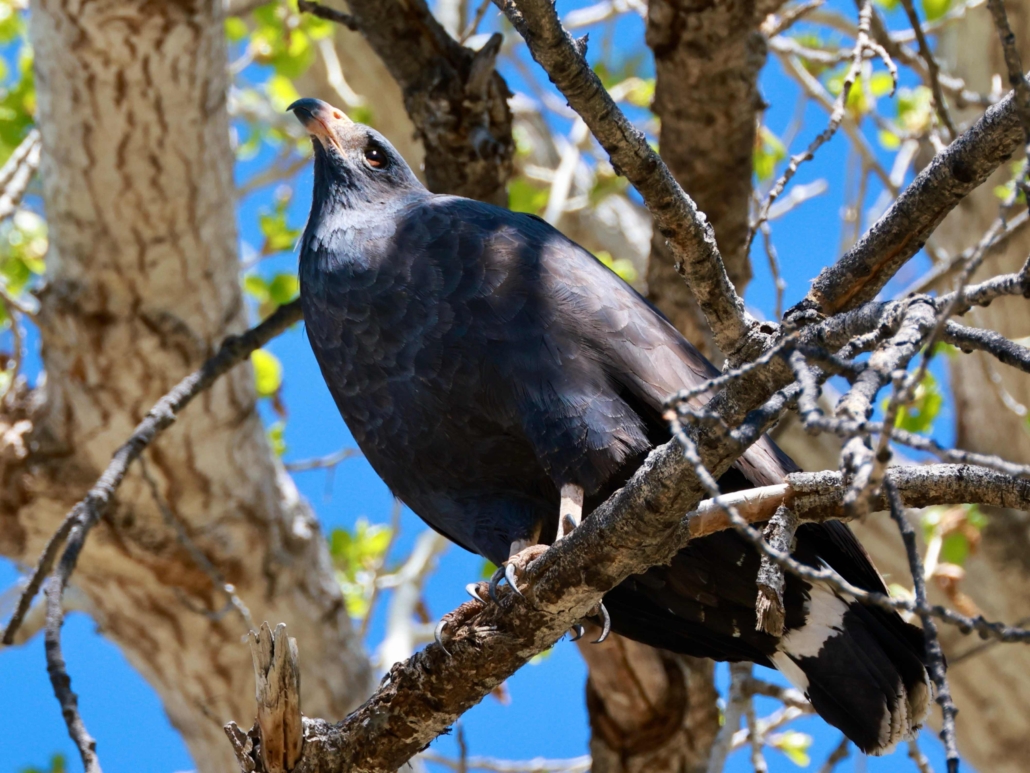 Common Black Hawk sitting on a tree branch looking up
