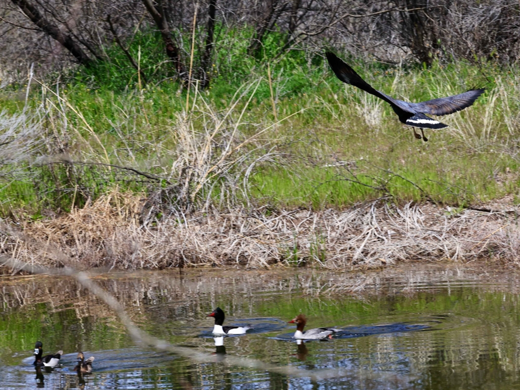 Common Black Hawk flying over ducks in a pond