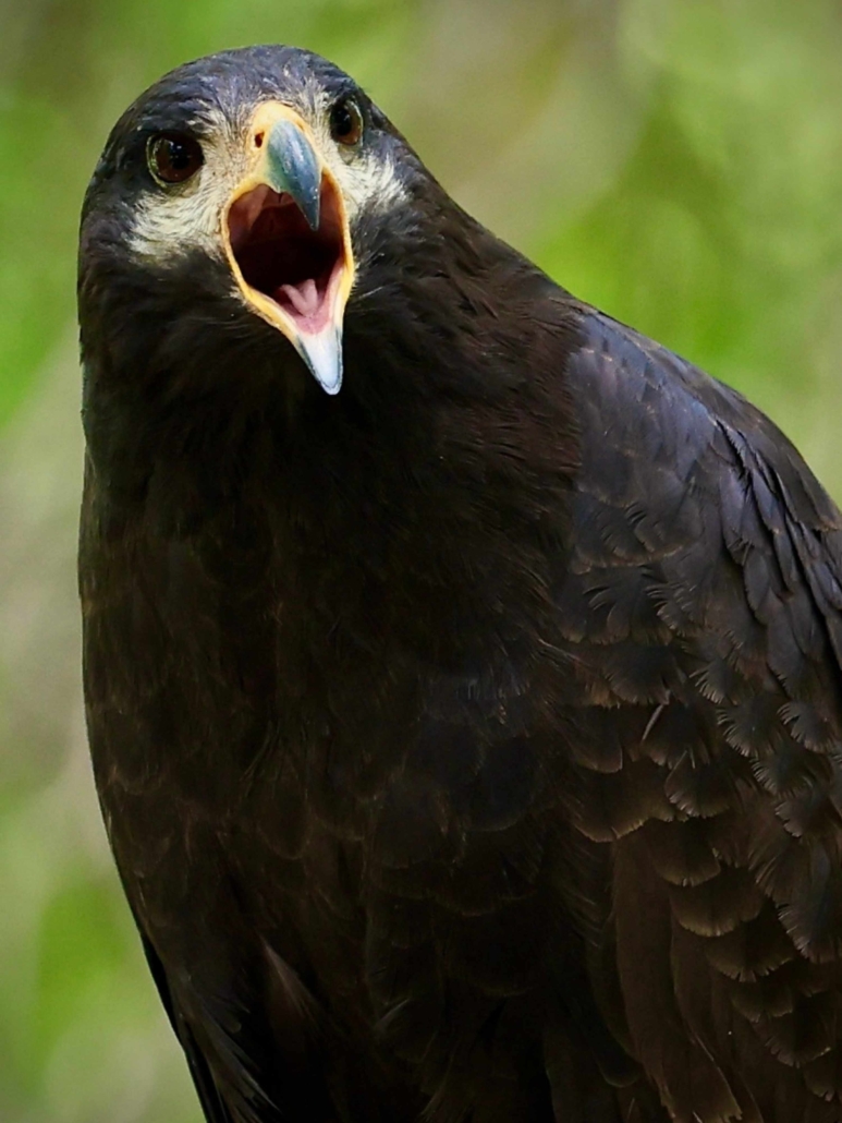 Common Black Hawk with mouth open