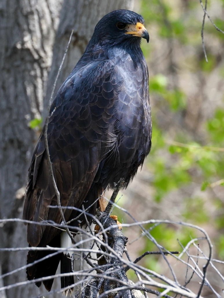 Common Black Hawk sitting on a branch