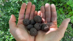 seed balls in hands, made from a blend of clay, compost, and seeds