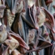 bats hanging up-side-down with eyes open