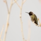 hummingbird on a branch