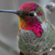 Anna's Hummingbird