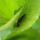 Verde River Fireflies