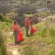 two volunteers in orange vests cleaning up trash along a hiking trail