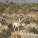 two pronghorn