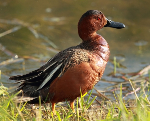 Cinnamon duck