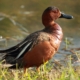 Cinnamon duck